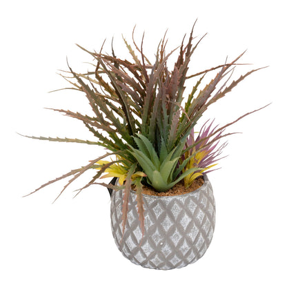 Succulents in Large Lattice Design Grey Pot