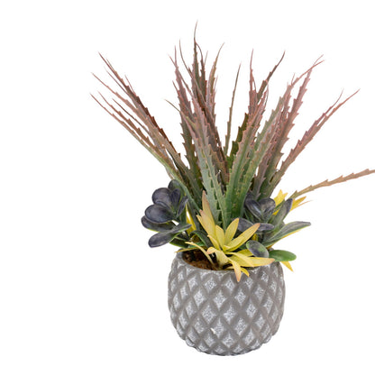 Succulents in Small Lattice Design Grey Pot